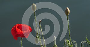 Red poppies against a river