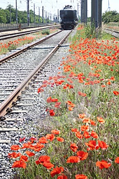 Red Poppies along Railroad Tracks