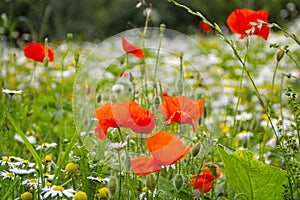 Red poppies in amongst wild meadow of daisies