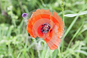 A Red poppies anzac remembrance day world war