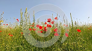 red poppies as a spring meadow on a sunny day with blue sky.