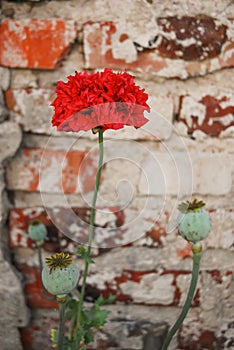 Red poppies on the background of a brick wall.