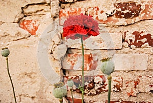 Red poppies on the background of a brick wall.