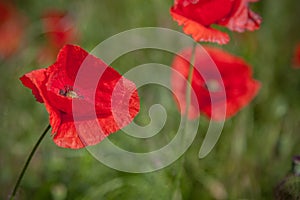 Red poppies on a background of green meadows