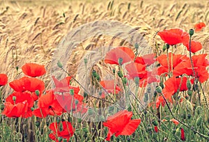 Red poppies on a background of wheat ears on sunrise