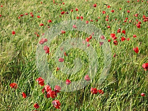 Red poppies in barley field