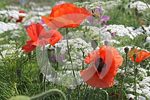 Red Poppies in a bed of wildflowers