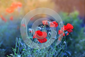 red poppies and bee, red flowers and bees