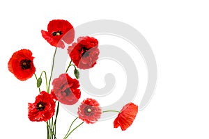 Red poppies Binomial name: Papaver rhoeas, common names: corn poppy, corn rose, field poppy, Flanders poppy, red weed