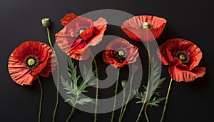 Red poppies on black backdrop symbol of remembrance day, armistice day, anzac day