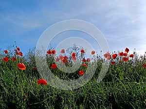 red poppies in bloom
