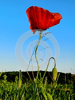 red poppies in bloom