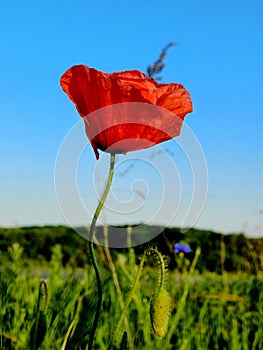 red poppies in bloom