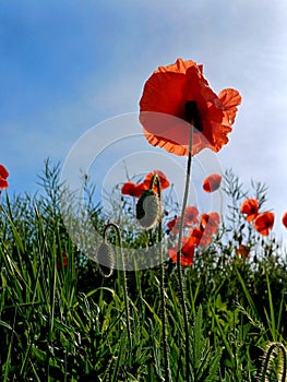red poppies in bloom