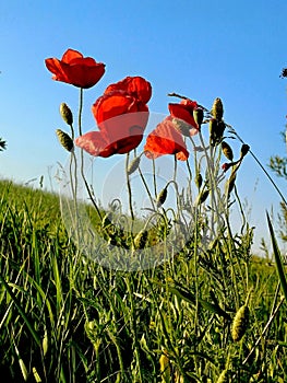 red poppies in bloom