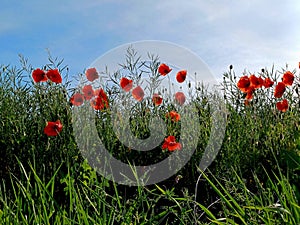 red poppies in bloom