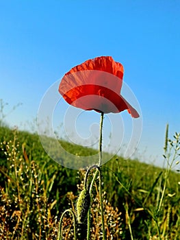 red poppies in bloom