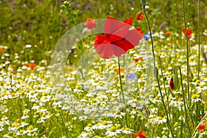 Red poppies bloomed in a green meadow against a blue sky