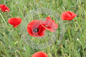 Red poppies blooming on the summer meadow