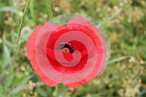 Red poppies blooming in the summer meadow