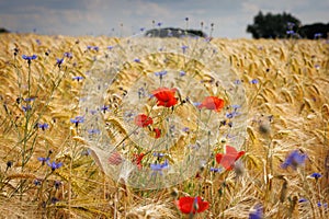 red poppies and blue cornflowers stand in a cornfield
