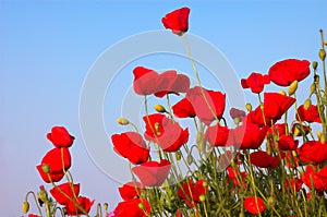 Red poppies and blue sky