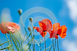 Red Poppies in Blue Sky