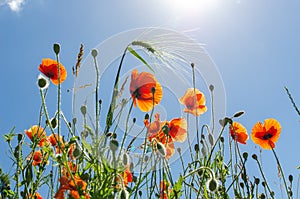 Red poppies and blue sky