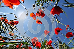 Red poppies and blue sky