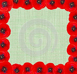 Red poppies bordered background photo