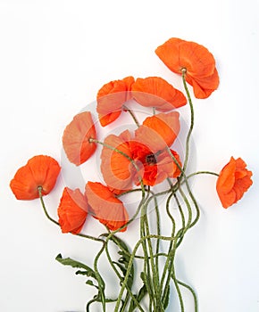 Red poppies bouquet isolated on white