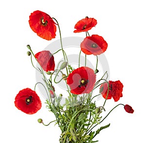 Red poppies photo