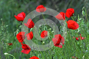 Red poppies and buds in green meadow with green grass background