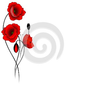 Red poppies with butterfly isolated on white background.