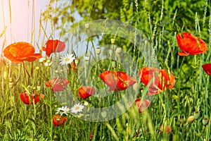 Red poppies and chamomiles with green grass in meadow. Summer wildflowers meadow flowers on a background of blue sky