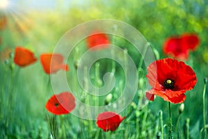 Red poppies close up meadow spring
