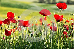 Red poppies