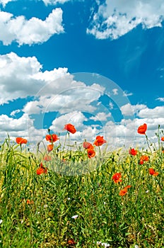 Red poppies and cloudy sky