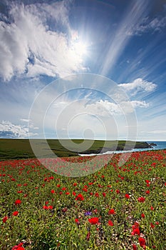 Red Poppies on the coast, Cornwall, UK