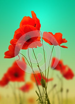Red poppies on colourful background.