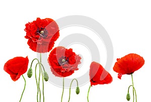 Red poppies common names: common poppy, corn poppy, corn rose, field poppy, Flanders poppy, red poppy, red weed, coquelicot on w