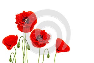 Red poppies common names: common poppy, corn poppy, corn rose, field poppy, Flanders poppy, red poppy, red weed, coquelicot on w