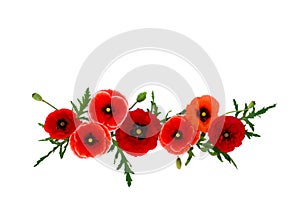 Red poppies common poppy, corn poppy, corn rose, field poppy, Flanders poppy, red weed, coquelicot on white background