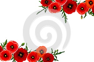 Red poppies common poppy, corn poppy, corn rose, field poppy, Flanders poppy, red weed, coquelicot on white background