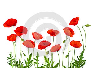 Red poppies common poppy, corn poppy, corn rose, field poppy, Flanders poppy, red weed, coquelicot on white background. Top view