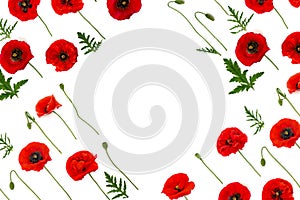 Red poppies  corn poppy, corn rose, field poppy,  coquelicot, headwark  on a white background with space for text