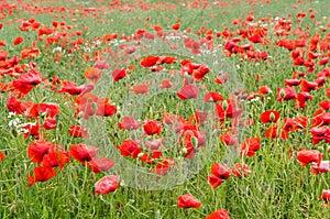 Red poppies in a cornfield