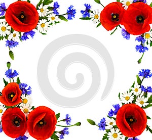 Red poppies, cornflowers and chamomile on white background with space for text. Flat lay