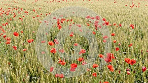 Red poppies in a cultivated field