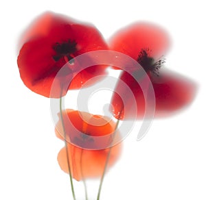 Red poppies dissolve like a watercolor